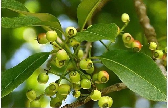 nhung-nguoi-khong-nen-uong-nuoc-voi-thuong-xuyen