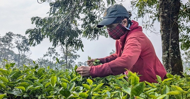 giu-62-7ha-che-tai-bien-ho-de-tao-canh-quan-du-lich-khong-cho-pha-de-trong-ca-phe