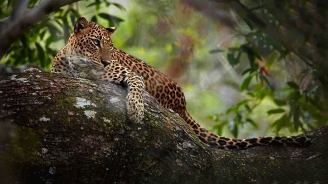 sri-lanka-diem-hen-du-lich-hoang-da-moi-cua-du-khach-viet
