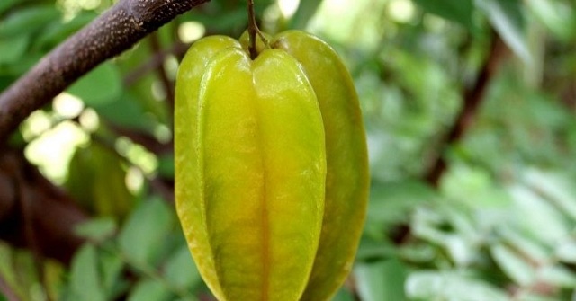 an-khe-duoc-vitamin-chat-khoang-va-chat-xo-rat-tot-cho-he-tieu-hoa-va-tim-mach