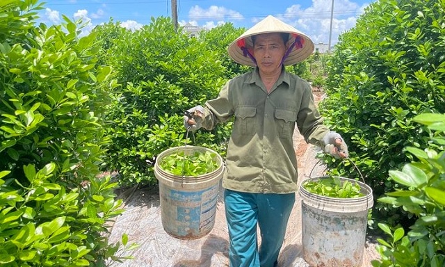 doi-nang-cham-soc-quat-canh-nong-dan-cho-vu-tet-boi-thu